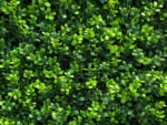 Buxus Japonicus kunsthaag