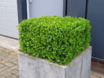Buxus muisdoorn Kunsthaag project foto 2