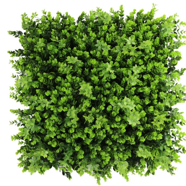 Buxus vegetatie kunsthaag