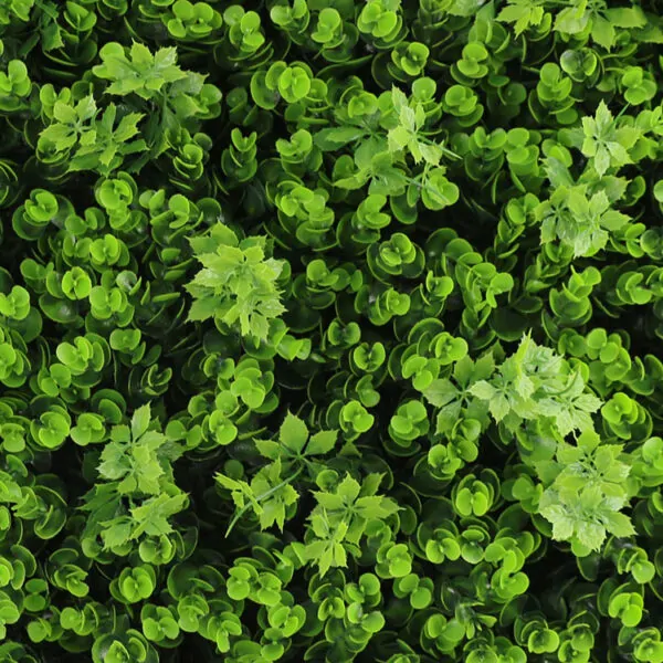 Buxus vegetatie kunsthaag detail