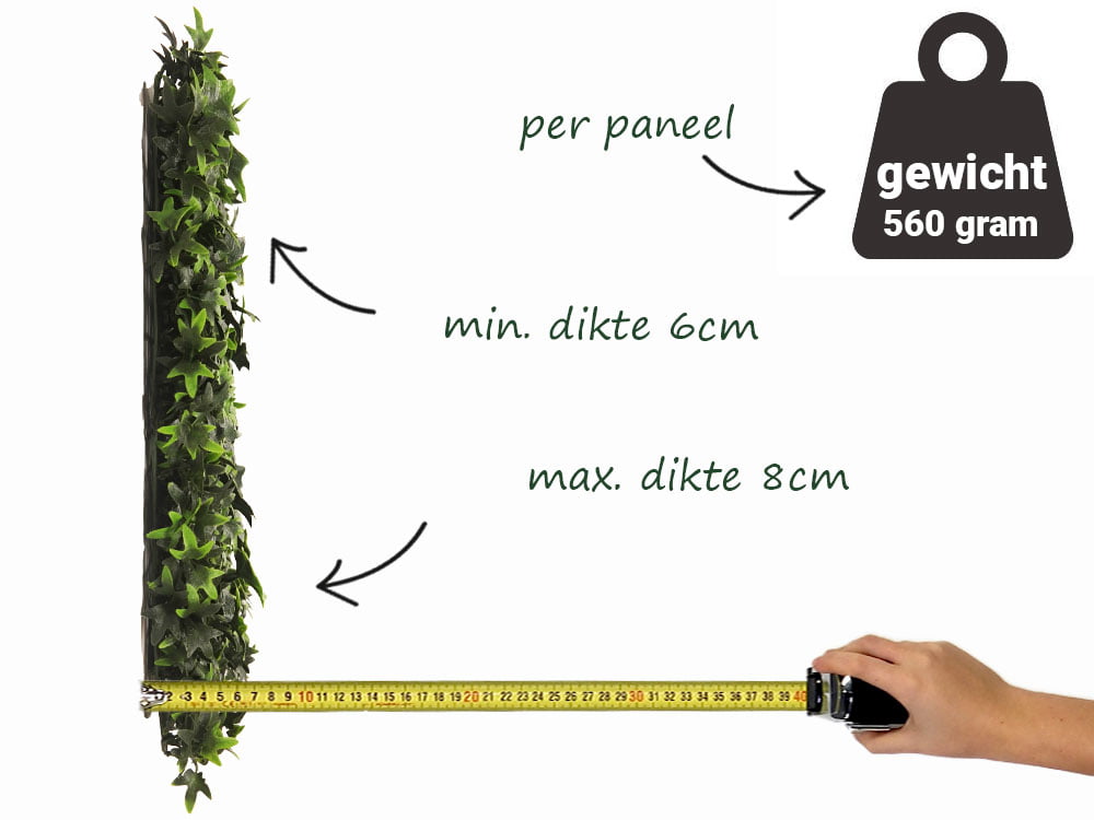 Hedera sterblad kunsthaag zijkant Hedera sterblad kunsthaag zijkant