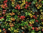 Leucadendron multi color kunsthaag