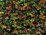 Leucadendron multi color kunsthaag