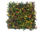 Leucadendron multi color kunsthaag