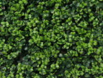 Leucodendron groen kunsthaag