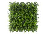Leucodendron groen kunsthaag