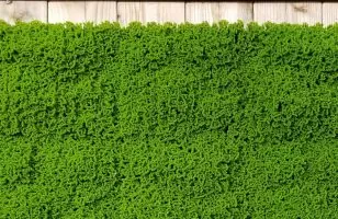 Afbeelding zonder ALT