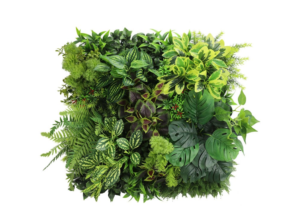 Vegetatie Euonymus Japonicus Plantenwand Vegetatie Euonymus Japonicus Plantenwand