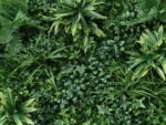 Vegetatie grof blad jungle detail 1