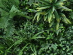 Vegetatie grof blad jungle detail