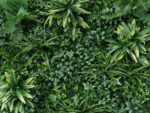 Vegetatie grof blad jungle detail 2