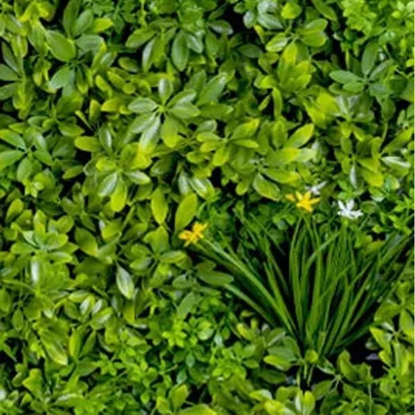 Vegetatie schefflera detail