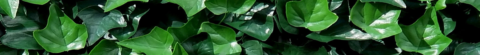 kunst Hedera kunsthaag close-up detail kunsthaagvoordeel