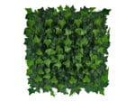 Hedera klimop hoofdfoto