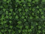 Hedera klimop kunsthaag detail