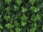 Hedera klimop kunsthaag detail