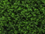 splenium viride darkgreen
