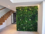 Vegetatie fijn gevarieerd Plantenwand projekt foto