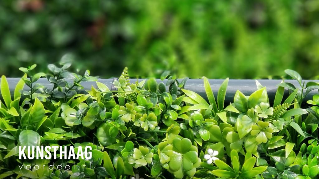 Kant en klaar haag kopen