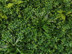 Vegetatie schefflera donker-Plantenwand-detail2