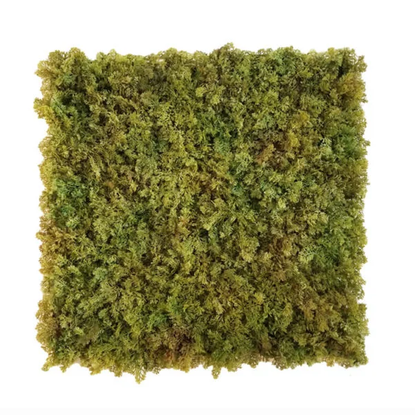 mos groen moswand 50x50cm mat