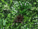Leliegras bloem wit Plantenwand 100x100cm mat