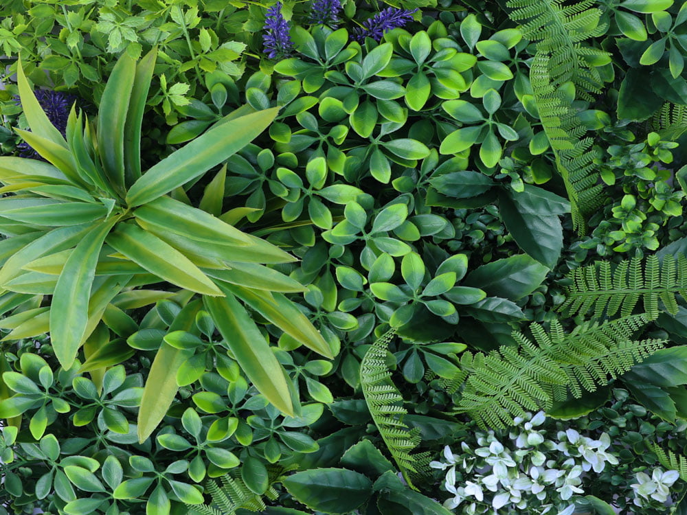 Dikkemanskruid variatie kunsthaag Dikkemanskruid variatie kunsthaag