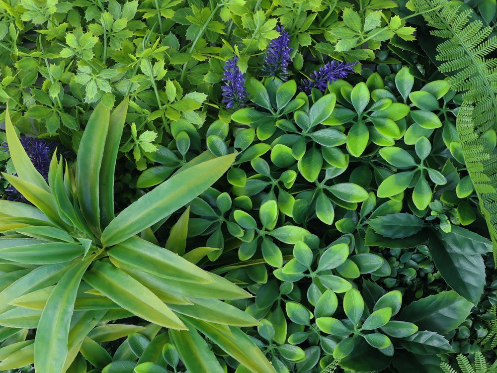 Dikkemanskruid variatie kunsthaag Dikkemanskruid variatie kunsthaag