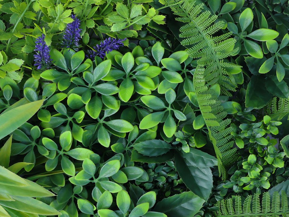 Dikkemanskruid variatie kunsthaag Dikkemanskruid variatie kunsthaag