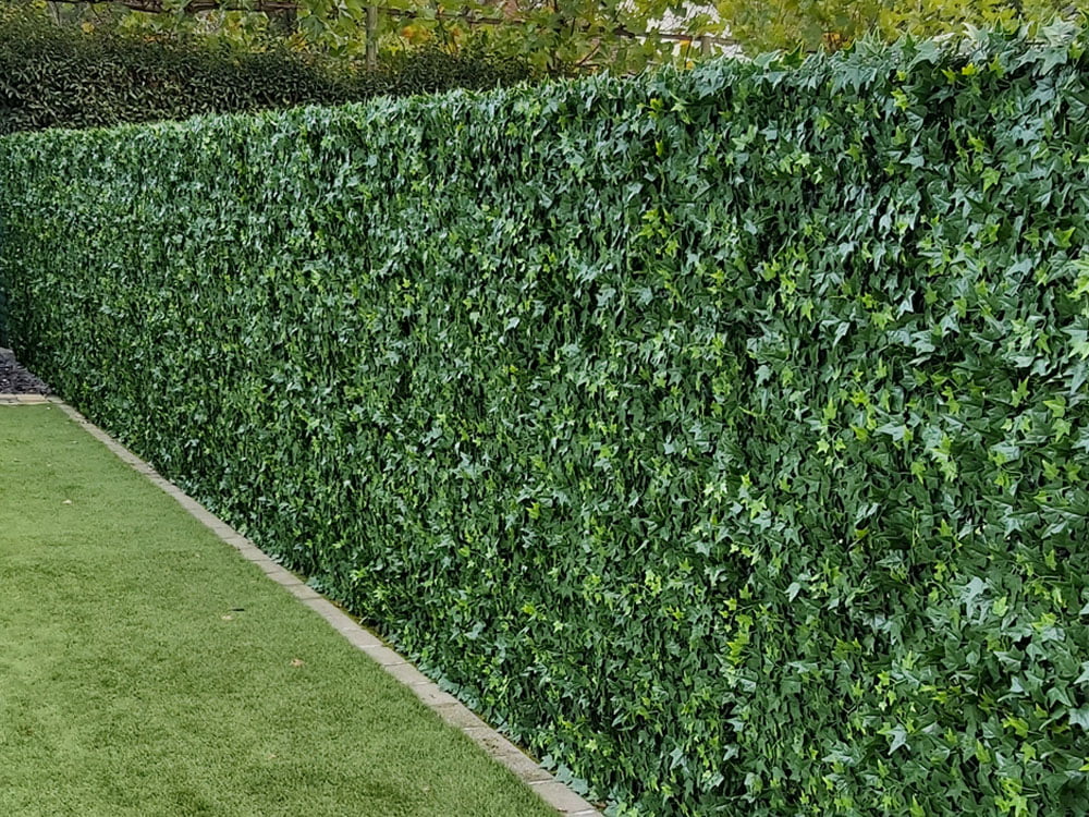 Hedera dichte achterkant project foto 1 Hedera dichte achterkant project foto 1