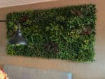 Rode varen gras plantenwand toepassing