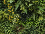 Rode varen gras Plantenwand