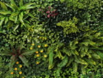 Rode varen gras Plantenwand