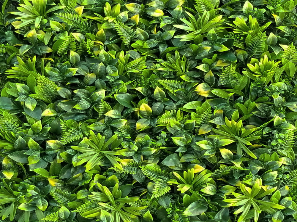 Varen geel gevarieerd Kunsthaag Varen geel gevarieerd Kunsthaag