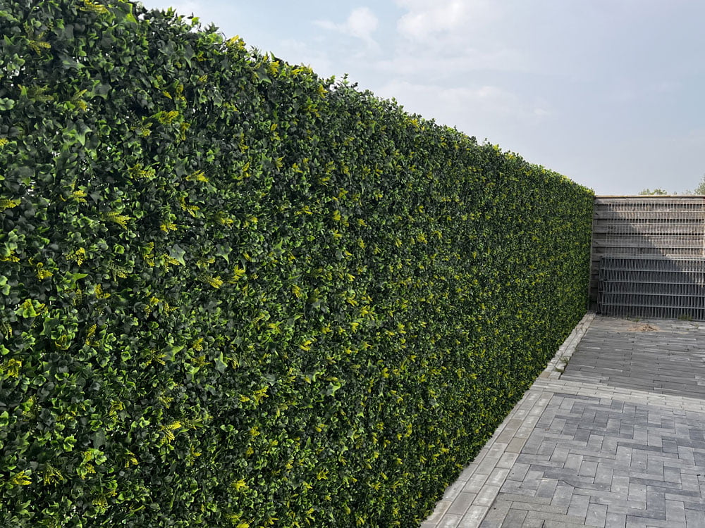 Vegetatie hedera varen project foto Vegetatie hedera varen project foto