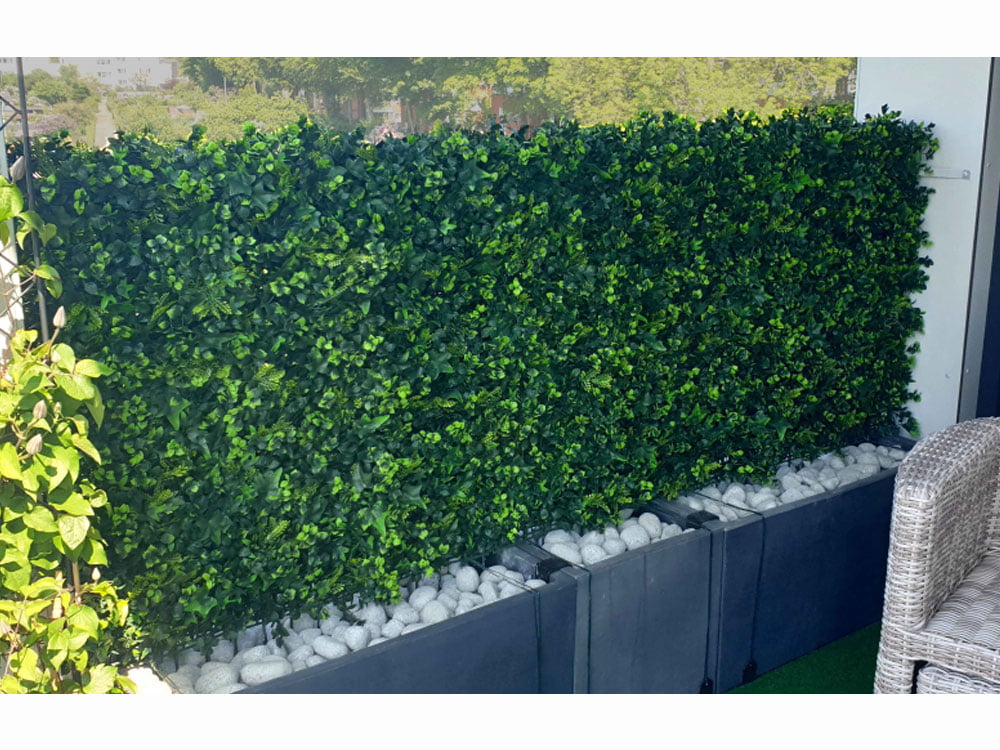 Vegetatie hedera varen project foto 1 Vegetatie hedera varen project foto 1