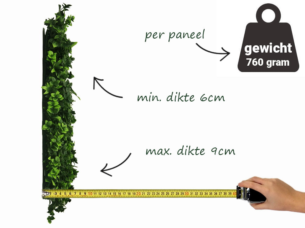 Vegetatie hedera varen zijkant Vegetatie hedera varen zijkant