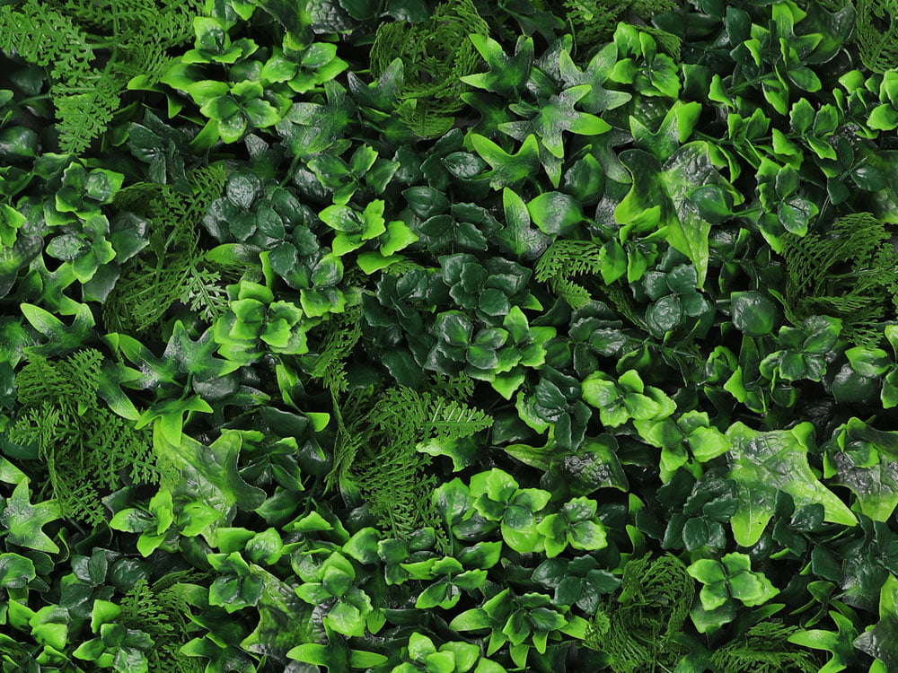 Vegetatie hedera varen kunsthaag Vegetatie hedera varen kunsthaag