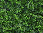 Vegetatie hedera varen kunsthaag