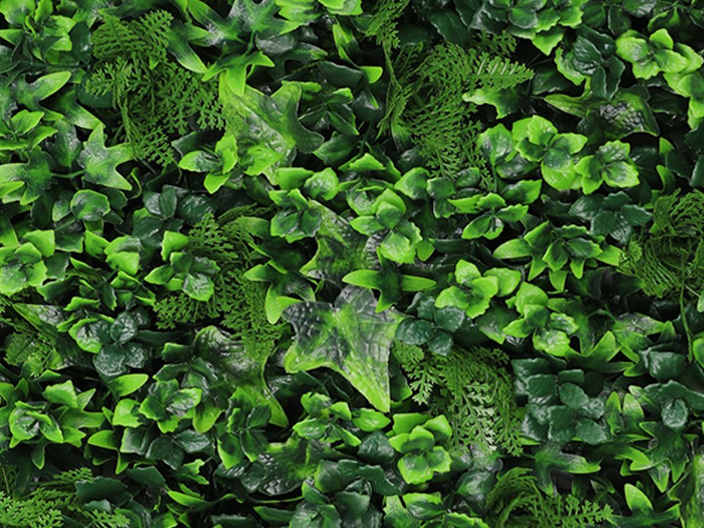 Vegetatie hedera varen kunsthaag Vegetatie hedera varen kunsthaag