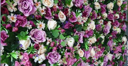 bloemenwand rozen close up paars