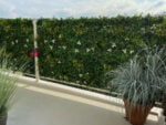 Varen orchidee wit Kunsthaag