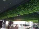 Buxus Japonicus Kunsthaag project foto 1