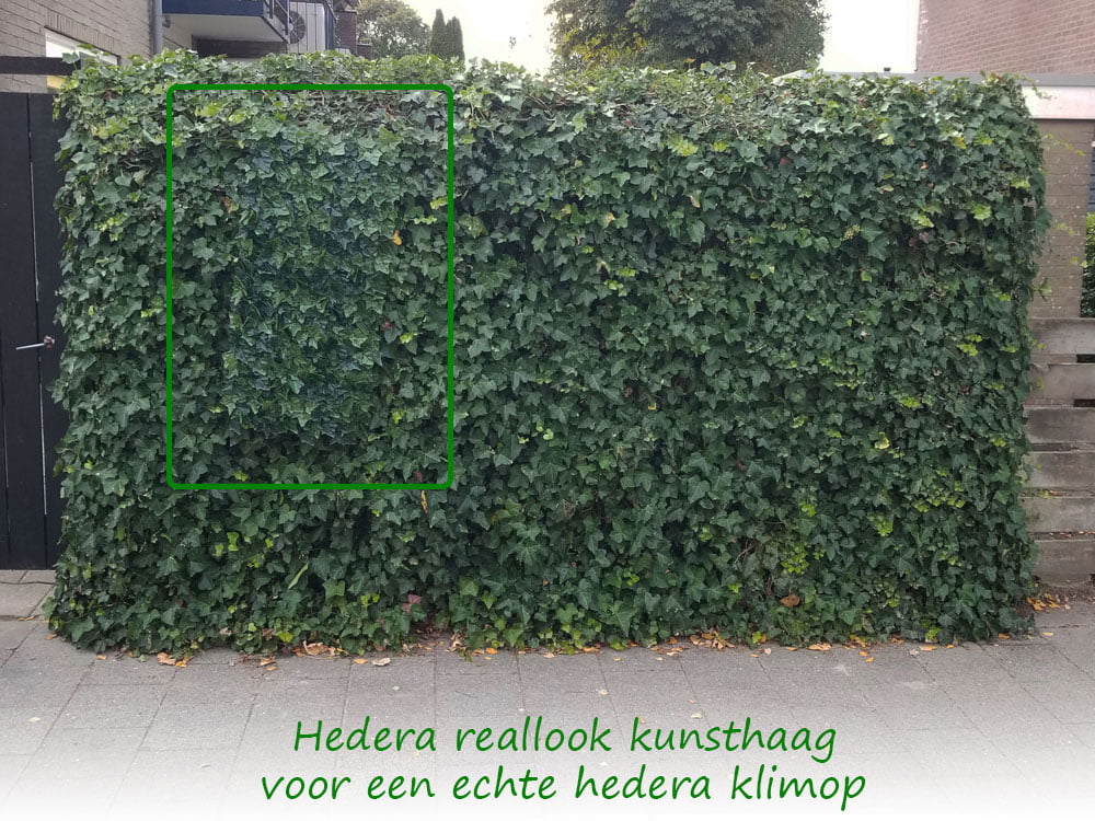 Hedera klimop reallook brandklasse Hedera klimop reallook brandklasse