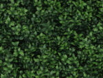 Buxus veronica kunsthaag detail