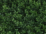 Buxus veronica kunsthaag detail