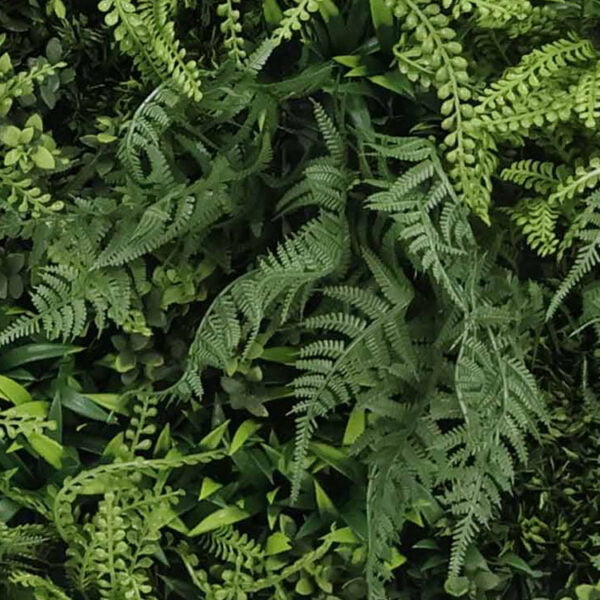 Asplenium varen melange kunsthaag detail