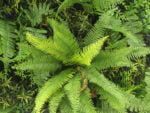 Bosvaren flora kunsthaag detail
