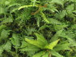 Bosvaren flora kunsthaag detail