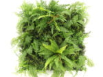 Bosvaren flora kusnthaag
